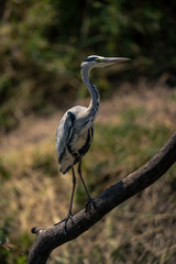 Grey heron on diagonal branch near trees