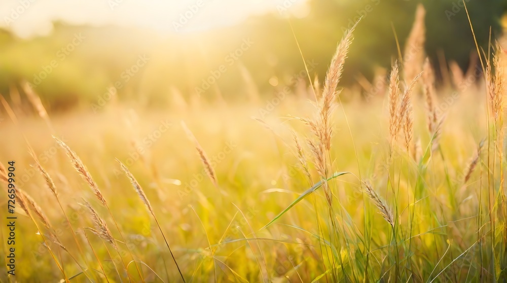 Sticker Beautiful grass flower on sunset background in the meadow with sunlight.