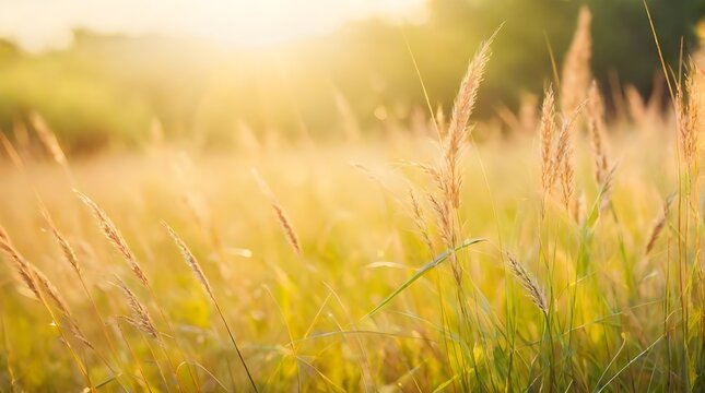 Beautiful grass flower on sunset background in the meadow with sunlight.