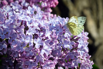 white butterfly on lilac flowers macro image