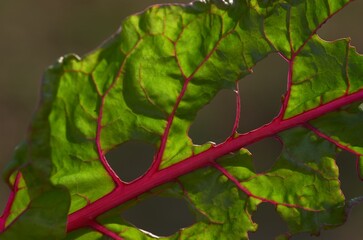 Pest bite hold on the vegetable leaf