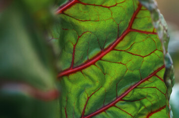 green leaf with red vein of vegetable leaf