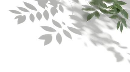 Shadow spa leaves flowing movement isolate transparent backgrounds