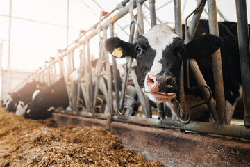 Cows holstein looks into frame with smart collar in modern farm livestock husbandry animal - obrazy, fototapety, plakaty