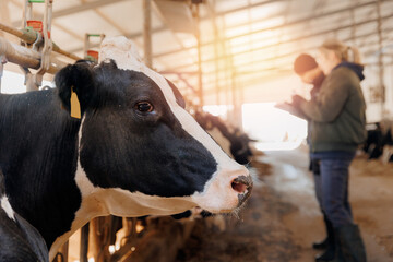 Portrait Cows holstein on dairy farm with sunlight in barn farmer working on background. Banner...