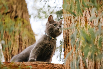 Fluffy grey kitten stuck up a tree