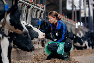 Concept vet love for profession and animals livestock industry. Young woman veterinarian in uniform taking care of health of cow on cattle farm - obrazy, fototapety, plakaty