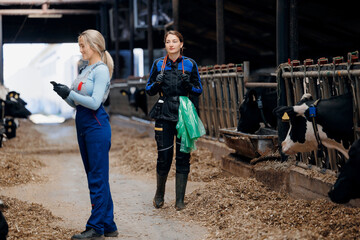 Happy team young dairy farm workers working with cows and using phone with app to control statistics of cattle. Concept food industry and smart farming technology