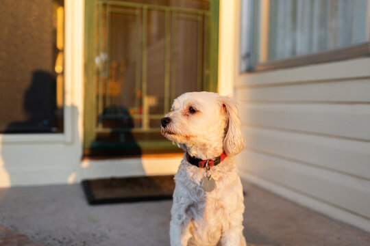 Small pet dog waiting on front door step in golden evening light