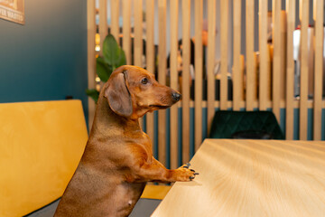 A small cute dachshund dog sits in cafe with a love for pets and looks into the distance with...