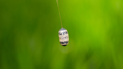 Cocoon of Ichneumon Wasp