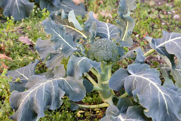 close view of broccoli plant with flowers