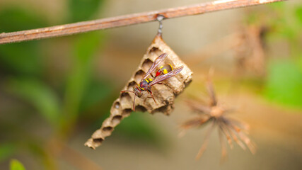 Red wasp on the nest