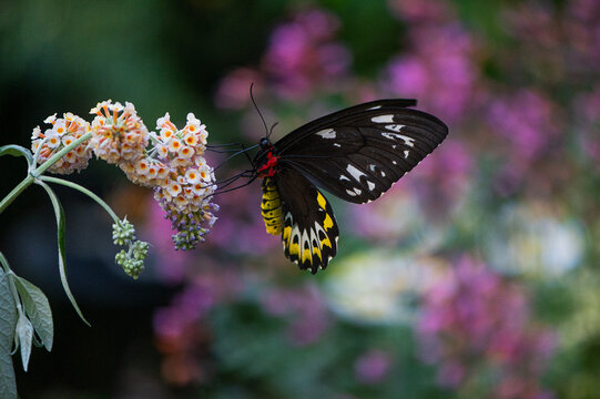 Australian Richmond Birdwing Butterfly