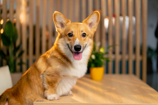 very cute little red corgi sitting leaning on one hundred cozy looking at the camera sitting in a