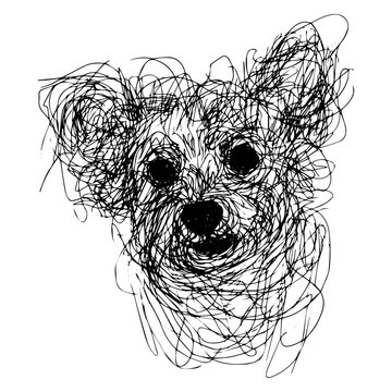 recommend clip art: Messy line drawing of a poodle dog's face