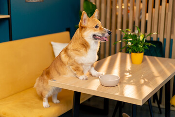 very cute little red corgi sitting leaning on a table full length on yellow sofa