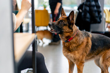German Shepherd dog stay near the feet and looks at its owner admiring each other the waiting area