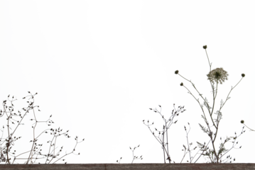 erba spontanea vettoriale in controluce