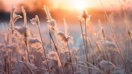 Obraz premium Field of Tall Grass Amidst a Gentle Snowfall - Serene Winter Landscape