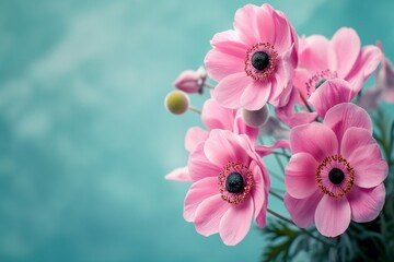 Bunch of Pink Anemone Flowers in Full Bloom on Turquoise Blue Background