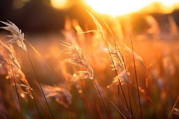 First Light of Morning Bathes Vast Field - Nature's Morning Glow