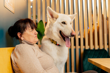 Swiss Shepherd sits near the hostess in a cafe communication and warm hugs on yellow sofa