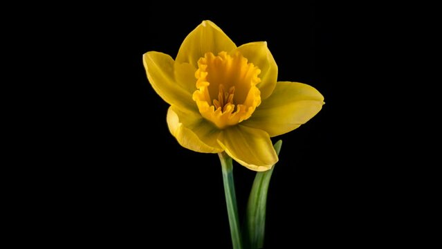 Timelapse video of opening blossom of yellow daffodil on black background.