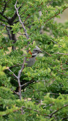 bird in its environment