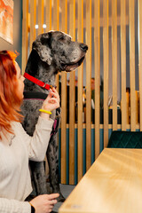 portrait of a large spotted Great Dane in a cafe against the background of a yellow sofa, looking...
