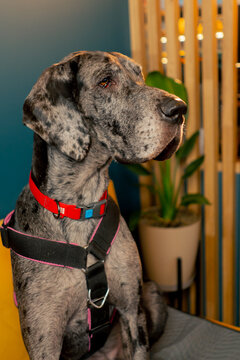 close-up of a Great Dane who is sitting looking to the side with leash love of animals