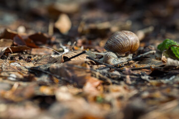 A snail with his shell on the ground in the forest in autumn season