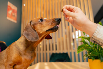 family photo with a small dachshund on the table in a cafe the dog reaches for food