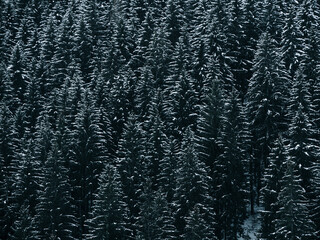 Spruce forest covered with white snow Misty winter Carpathian Mountains view landscape. Snowy pine fir trees with fog in the Carpathians. Scenic wood landscape Village in Transcarpathia Ukraine Europe