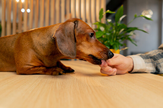 family photo with a small dachshund on table in a cafe the dog eats from the owner's hands