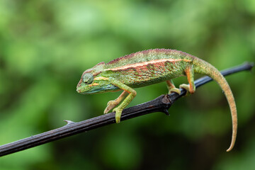 Elliot’s Groove-throated Chameleon (Trioceros ellioti) klettert auf einem Pflanzenstängel