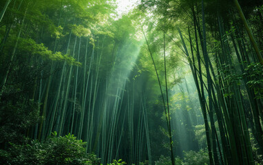 Fototapeta na wymiar Bamboo forest background 