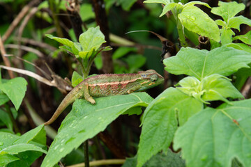 Elliot’s Groove-throated Chameleon (Trioceros ellioti)