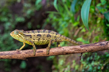 Elliot’s Groove-throated Chameleon (Trioceros ellioti)