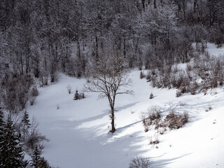Village in Transcarpathia Ukraine, Europe. Spruce forest covered with white snow. Winter Carpathian...