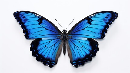 Fototapeta premium A beautiful blue and black butterfly resting on a white surface. Perfect for nature-themed projects or adding a touch of elegance to any design