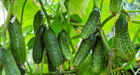 Green cucumbers growing in vegetable garden.