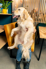 retriever sits and cuddles with its owner she is on a yellow sofa a family photo with an animal