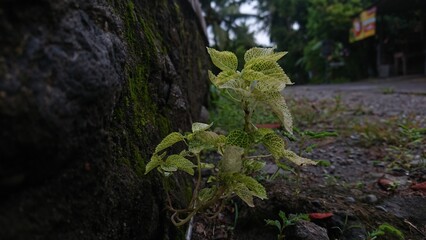 tree in the forest