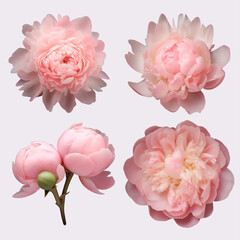 pink peonies, peony bud, peony with leaf, isolate on a white background
