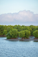 Aceh mangrove forest
