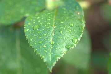 dew on leaf