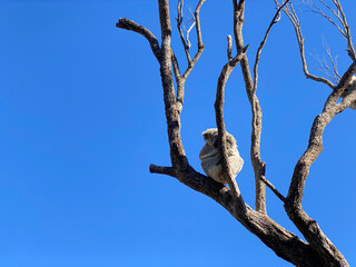 Koalas on branches taking a nap. Marsupial animals in the forest, Australia. Resting koala in a tree against a blue sky background. © Stephanie