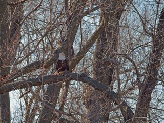 American Bald Eagles Migrate Through Missouri