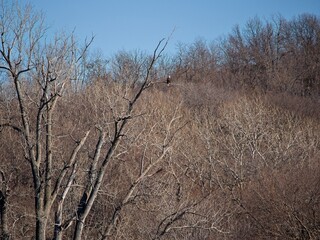 American Bald Eagles Migrate Through Missouri